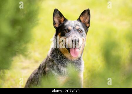 Photo en portrait d'un chien de bétail australien Blue Heeler assis près d'un cyprès Banque D'Images