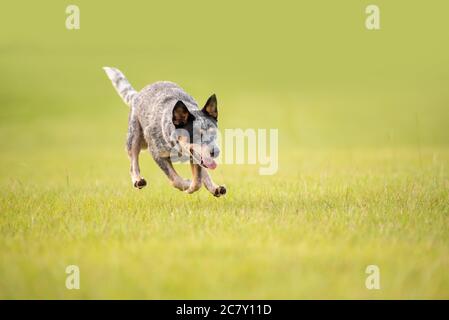Chien australien Blue Heeler courant herding dans un champ herbacé au coucher du soleil Banque D'Images