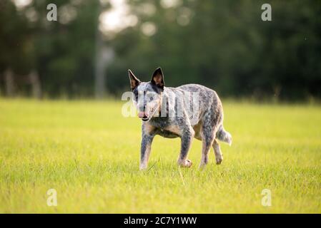 Chien australien Blue Heeler marchant dans un champ herbacé au coucher du soleil Banque D'Images