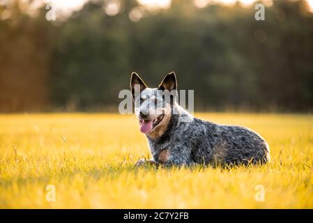 Chien australien Blue Heeler pose dans un champ herbacé au coucher du soleil Banque D'Images