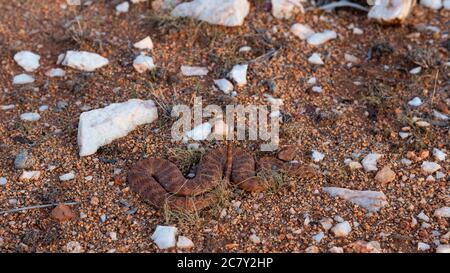 SERPENT MORTEL (ADDER DE LA MORT) DANS LE BUSH AUSTRALIEN Banque D'Images