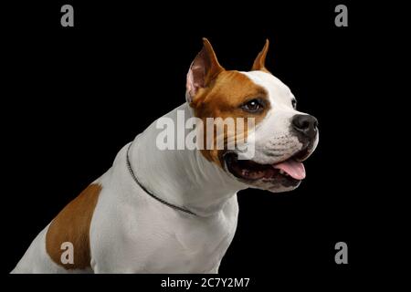 Portrait de blanc avec le chien de Terrier Red American Staffordshire en vue profil isolé sur fond noir Banque D'Images