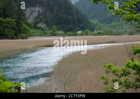 Roseaux bruns autour de la rivière verte. mer des roseaux dans la vallée de Jiuzhaigou dans le Sichuan en Chine. Banque D'Images