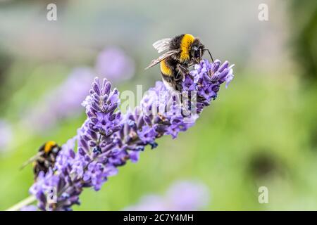 Bourdon sur une fleur de lavande pourpre en fleurs et l'herbe verte dans les prés ou les champs de fond naturel flou flou. Banque D'Images