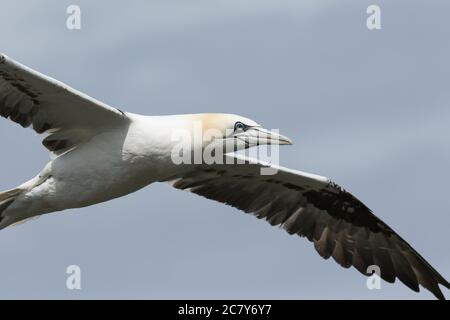 Un magnifique Gannet, Morus bassanus, volant le long de la côte à Bempton Cliffs. Banque D'Images
