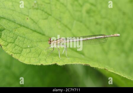 Une espèce rare de Damselfly à pattes blanches, Platycnemis, est une espèce de pénipons qui perce sur une feuille. Banque D'Images