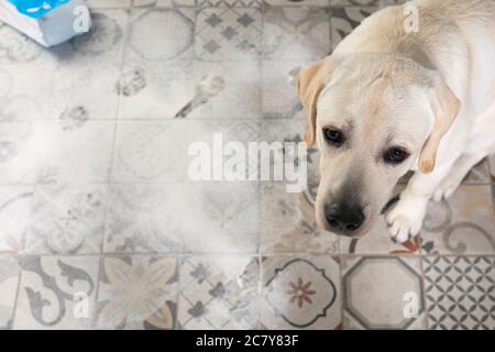 Chien avec l'expression coupable s'assoir près de mess sur le sol de la cuisine Banque D'Images