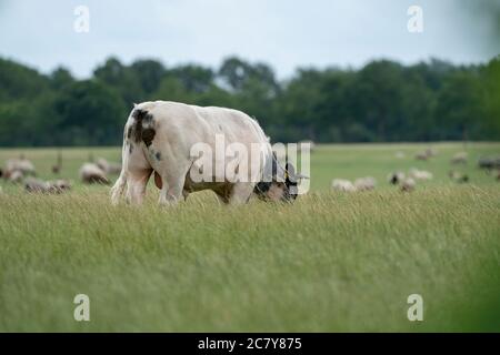 Les vaches et les taureaux se broutent sur un pâturage dans un pré vert, mangent de l'herbe fraîche. Taureau blanc en premier plan, troupeau en arrière-plan. Le concept de bétail et Banque D'Images