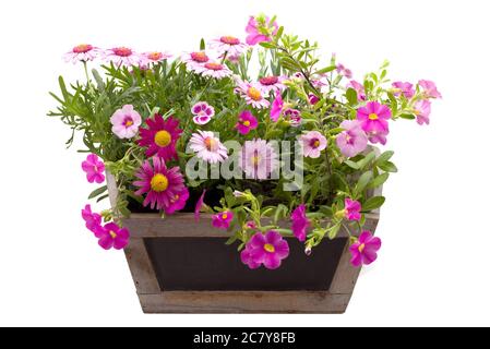 Belles fleurs d'été dans un pot isolé sur blanc Banque D'Images