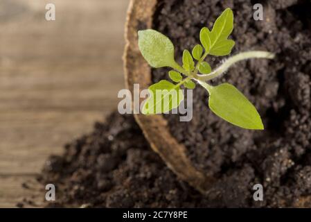 Semis de tomate en pot de tourbe Banque D'Images