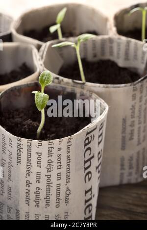 Cultivez les plants de tomates dans des pots en papier Banque D'Images