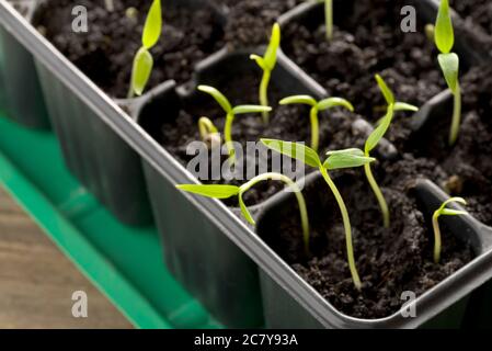 Germination des plants de poivre dans des plateaux de propagation Banque D'Images