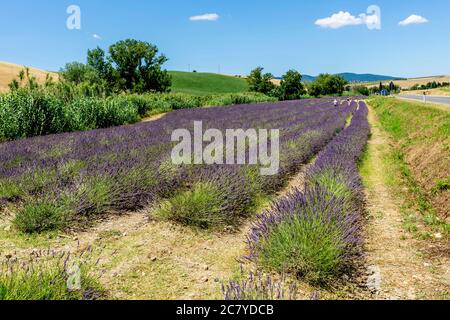 Magnifique champ de lavande dans la campagne toscane près du village de Santa Luce, Pise, Italie Banque D'Images