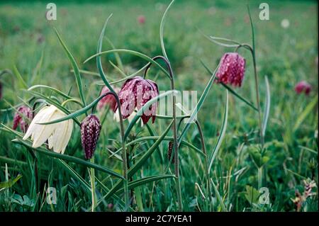 Frise à tête de serpent (Fritilaria meleagris), oeufs de dinde. värmland suède Banque D'Images