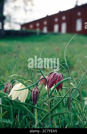 Frise à tête de serpent (Fritilaria meleagris), oeufs de dinde. värmland suède Banque D'Images