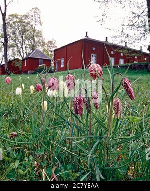 Frise à tête de serpent (Fritilaria meleagris), oeufs de dinde. värmland suède Banque D'Images