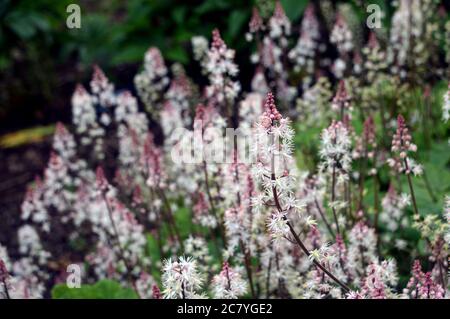 Tiarella Foamflower Heartleaf (Spring Symphony) cultivé aux frontières de RHS Garden Harlow Carr, Harrogate, Yorkshire, Angleterre, Royaume-Uni. Banque D'Images