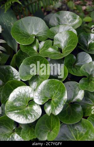 Feuilles brillantes et vert foncé de la plante Asarum europaeum (gingembre sauvage européen) cultivée aux frontières de RHS Garden Harlow Carr, Harrogate, Yorkshire. Banque D'Images