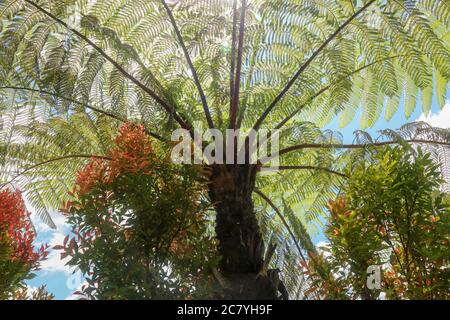 Le soleil de midi brille à travers la couronne de l'arbre tropical Cyathea Arborea. Les rayons du soleil passent par les branches de la treefern ouest-indienne, vernaculaire Banque D'Images