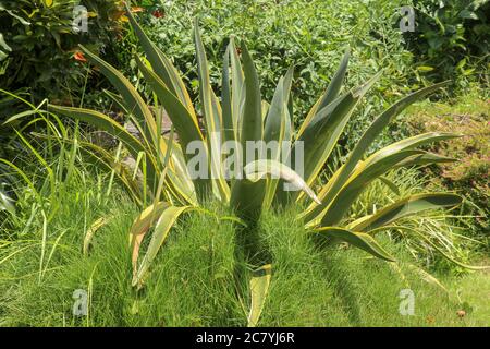 Texture naturelle de l'Agave americana ou de l'aloe américain. Agave americana, plante de sentry, magüey, ou aloe américain, est une espèce de plante de floraison dans le Banque D'Images