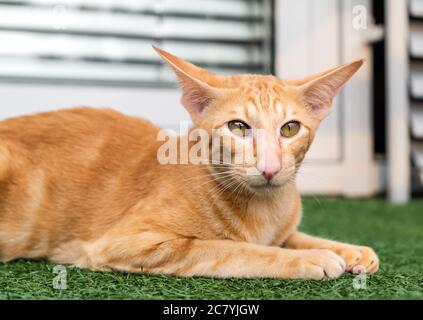 Chat rouge oriental avec de grandes oreilles, des yeux clairs et un long nez sur le tapis vert. Banque D'Images