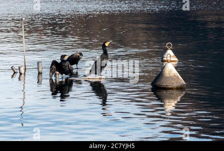 Les Cormorans noirs sur le lac. Banque D'Images