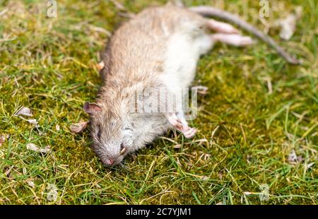 Grand rat couché sur l'herbe. Banque D'Images