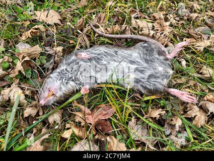 Grand rat couché sur l'herbe. Banque D'Images