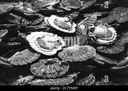 Saint-Jacques frais à vendre sur le marché du poisson en France. Les fruits de mer ont des nutriments importants, comme les protéines, la vitamine D, les oméga-3. Photo noir et blanc. Banque D'Images