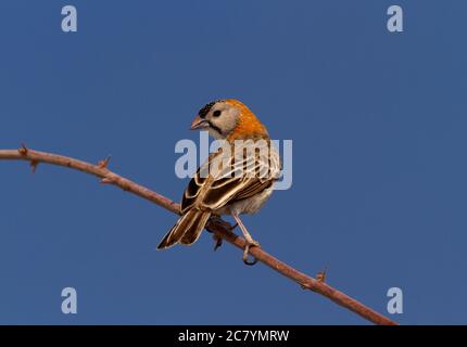 Le Weaver à la façade chatoyante est un petit membre de la famille des tisserands que l'on trouve dans les régions boisées plus sèches d'Afrique de l'est. Banque D'Images