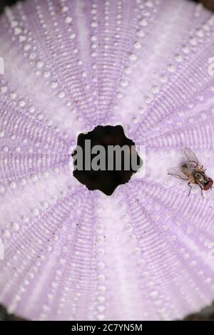 Détail des mouches sur les coques de couleur violette sur fond noir. Gros plan de la désambiguïtés sur la plage. Moucha na puple oursin. Mer séchée Banque D'Images