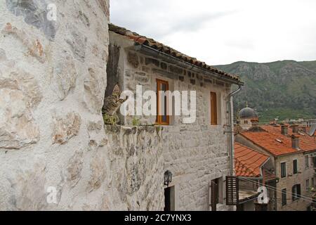 Petit chaton sur le toit de l'ancien bâtiment à Kotor, Monténégro Banque D'Images