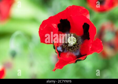 Gros plan sur le coquelicot oriental (Papaver orientalis) dans le jardin mural de Great Dixter, dans l'est du Sussex, en Angleterre, au Royaume-Uni Banque D'Images