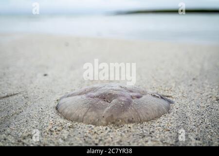 Méduses sur une plage de sable dans le comté de Donegal - Irlande. Banque D'Images