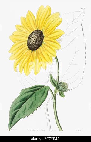 Tournesol californien du registre botanique Edwardss (18291847) par Sydenham Edwards, John Lindley et James Rid.jpg - 2C7YR4A