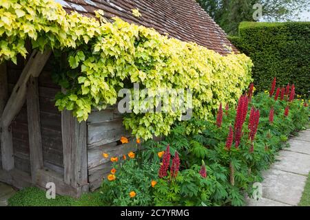 Ancien cowshed, connu sous le nom de 'hovel', vu de la pelouse topiaire, les jardins de Great Dixter, créé par le regretté Christopher Lloyd, East Sussex, Angleterre, Royaume-Uni Banque D'Images