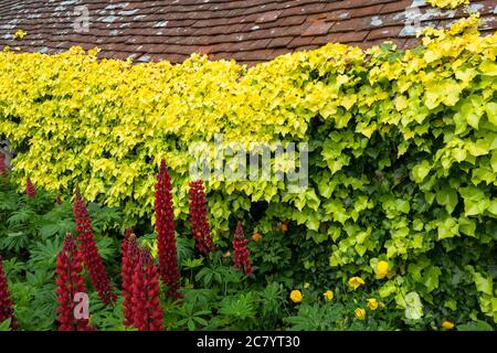 Vieux cowshed, connu sous le nom de 'Hovel', Great Dixter Gardens, East Sussex, Angleterre, Royaume-Uni: toit en tuiles, lupins rouges, coquelicots jaunes, ivy doré Banque D'Images