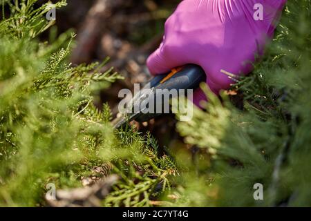 Les mains du jardinier en gants violets taculent l'arbuste vert surcultivé avec l'élagage des cisailles sur la cour ensoleillée. Jardin paysager de travailleurs. Gros plan Banque D'Images