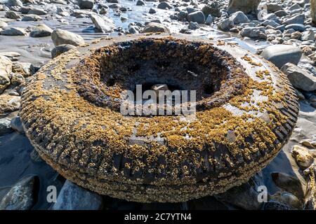 Acorn Barnacles semi balanus balanoides ou Chthamalus stellatus sur une roue et un pneu jetés Banque D'Images