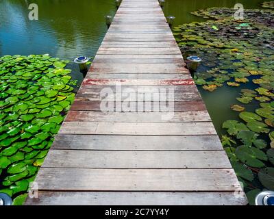 Pont en bois dans l'étang de lotus. Le pont est fait de vieux planches au-dessus du lac avec des feuilles de lotus vertes en ligne droite. Banque D'Images