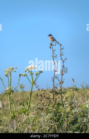 Un européen Stonechat Saxicola rubicola perché sur une plante. Banque D'Images