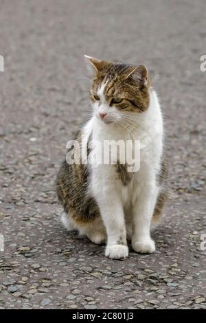 Larry The Cat, Downing Street Chief Mouser et félin résident à la résidence du Premier ministre britannique, Londres, Angleterre, Royaume-Uni Banque D'Images