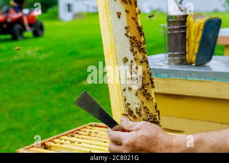 Apiculture apiculteur apiculteur travaille avec des abeilles près de ruches en sortant des cadres avec des nids d'abeilles pour l'inspection Banque D'Images