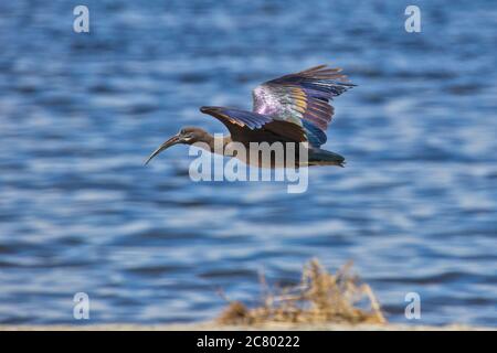 Hadeda ibis (Bostrychia hagedash) en vol. C'est un oiseau à gué avec de longues pattes, un long cou et une longue facture pour se nourrir d'insectes, de crustacés, de sp Banque D'Images