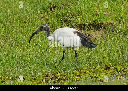 Sacred ibis (Threskiornis aethiopicus) recherche de nourriture. Le sacré ibis est un oiseau carnivore qui sonde pour les petits animaux dans les zones humides, herbage A. Banque D'Images