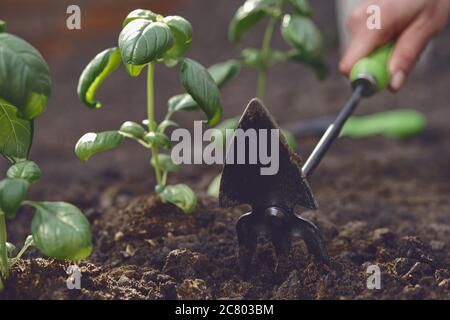 Main de fille méconnaissable est de desserrer le sol par petite houe de jardin, plantant des plantules de basilic vert dans le sol noir fécondé. Jour ensoleillé. Gros plan Banque D'Images