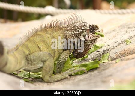 Close up of a green iguana (Iguana iguana) d'épines et de Fanon photographié en Equateur Banque D'Images