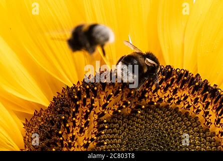 Berlin, Allemagne. 20 juillet 2020. Les bourdons sont intéressés par un tournesol. Crédit : Paul Zinken/dpa/Alay Live News Banque D'Images