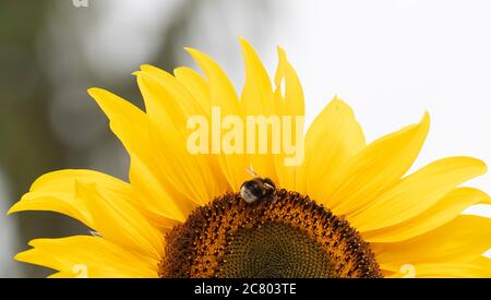 Berlin, Allemagne. 20 juillet 2020. Un bourdon est assis sur un tournesol. Crédit : Paul Zinken/dpa/Alay Live News Banque D'Images