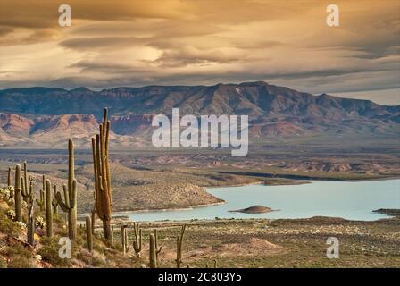 Saguaros, Theodore Roosevelt Lake dans le bassin de Tonto, Sierra Ancha vu de la falaise inférieure habitation à Tonto Natl Monument, Superstition Mtns, Arizona, États-Unis Banque D'Images